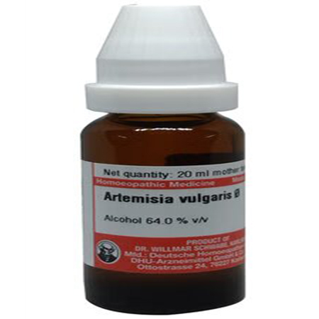 Artemisia Vulgaris